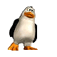 Pinguins Plaatjes 