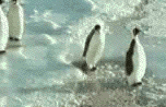 Pinguins Plaatjes 