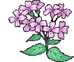 Planten Plaatjes Paarse Hortensia