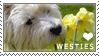 Plaatjes Postzegels honden 