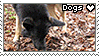 Plaatjes Postzegels honden 