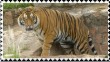 Plaatjes Postzegels tijger 