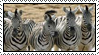 Plaatjes Postzegels zebra 