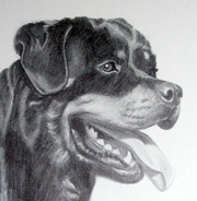 Plaatjes Rottweiler 