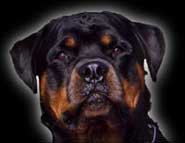 Plaatjes Rottweiler 