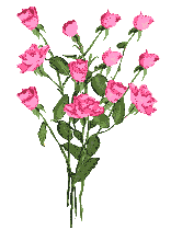 Rozen Plaatjes 