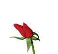 Rozen Plaatjes 