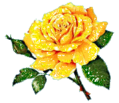 Rozen Plaatjes 