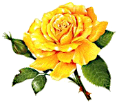Rozen Plaatjes 