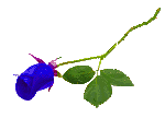 Rozen Plaatjes 