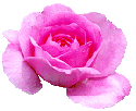 Rozen Plaatjes 