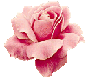 Rozen Plaatjes 