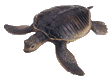 Schildpadden Plaatjes 