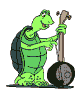 Schildpadden Plaatjes 