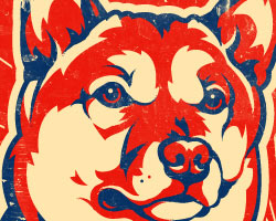 Plaatjes Shibas 