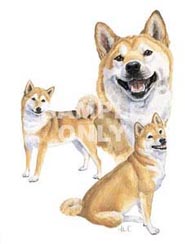 Plaatjes Shibas 