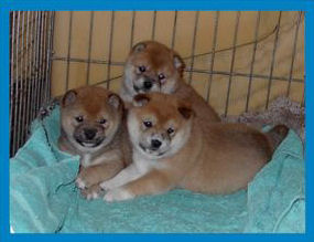 Plaatjes Shibas 