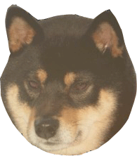 Plaatjes Shibas 