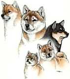 Plaatjes Shibas 