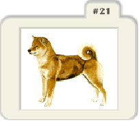 Plaatjes Shibas 