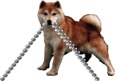 Plaatjes Shibas 