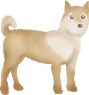 Plaatjes Shibas 