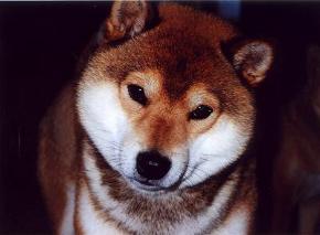 Plaatjes Shibas 