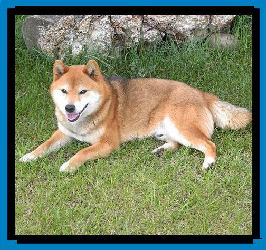 Plaatjes Shibas 
