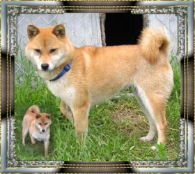 Plaatjes Shibas 