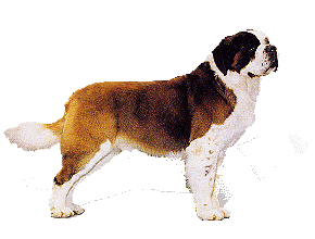 Plaatjes Sint bernards honden St Bernard Sintbernard Hond