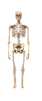 Plaatjes Skeletten 