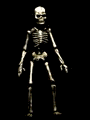 Plaatjes Skeletten 