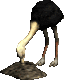 Struisvogel Plaatjes 