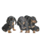 Teckels Plaatjes 