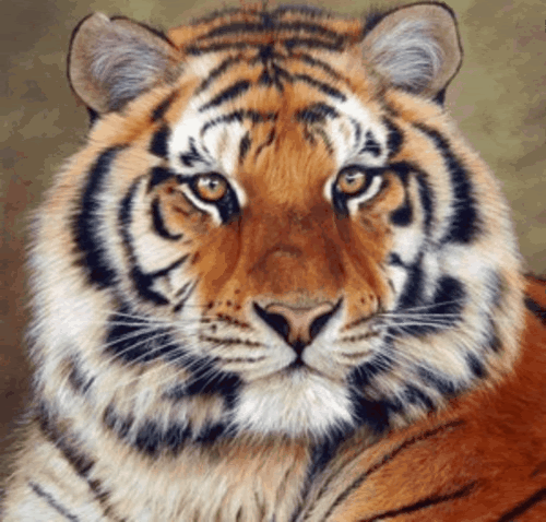 Afbeeldingsresultaat voor tijger gif