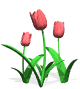Plaatjes Tulpen Rode Tulpen