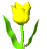 Plaatjes Tulpen Gele Tulp