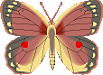 Vlinders Plaatjes 