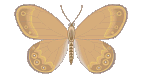 Vlinders Plaatjes 