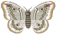 Vlinders Plaatjes 