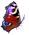 Vlinders Plaatjes 