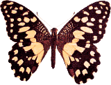 Vlinders Plaatjes 