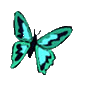 Vlinders Plaatjes 