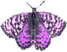 Vlinders Plaatjes 
