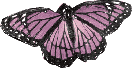 Vlinders Plaatjes Paarse Vlinder