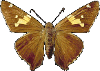 Vlinders Plaatjes 