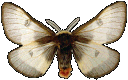Vlinders Plaatjes 