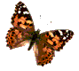 Vlinders Plaatjes 