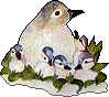 Vogels Plaatjes 