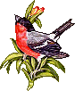 Vogels Plaatjes 